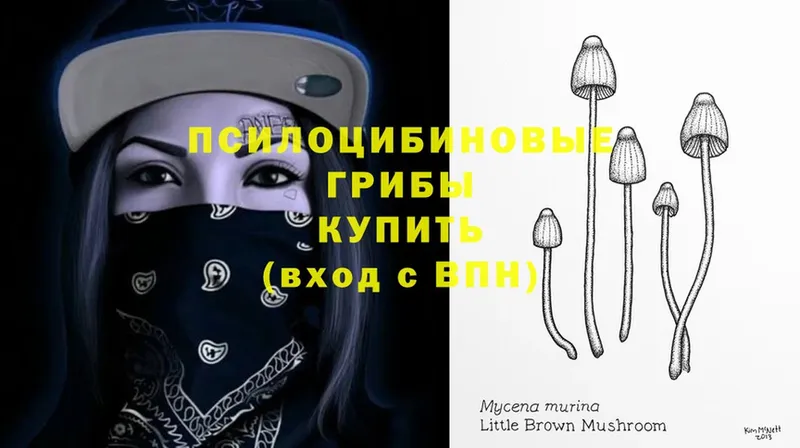 Псилоцибиновые грибы мицелий  mega зеркало  Вытегра 